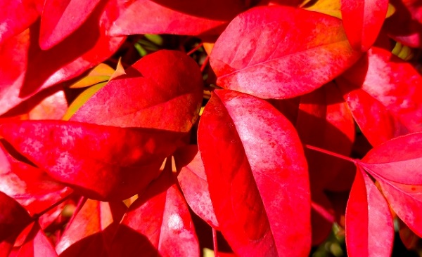冬のお庭を彩る紅葉がキレイな低木と下草:紅葉したオタフクナンテン