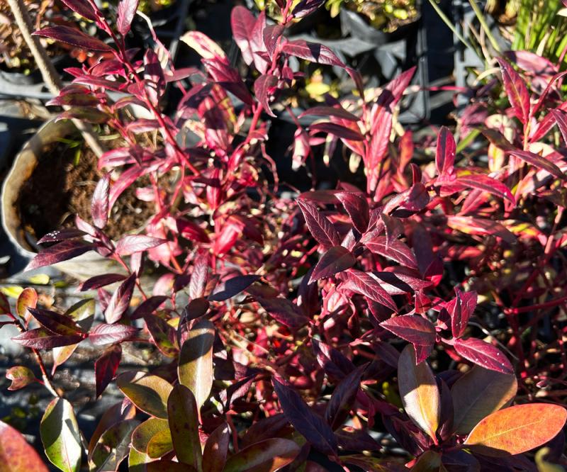 冬のお庭を彩る紅葉がキレイな低木と下草:紅葉した西洋イワナンテン