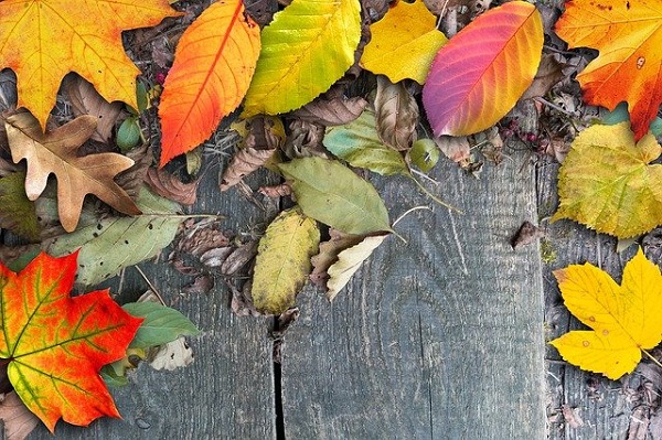 冬のお庭を彩る紅葉がキレイな低木と下草:様々な色の紅葉した葉