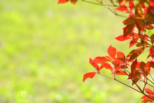 紅葉がきれいなおすすめの低木庭木