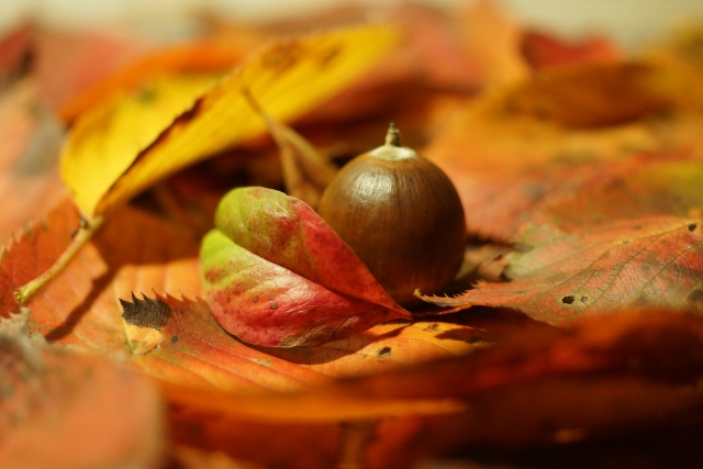 紅葉がきれいなおすすめの低木庭木：まとめ
