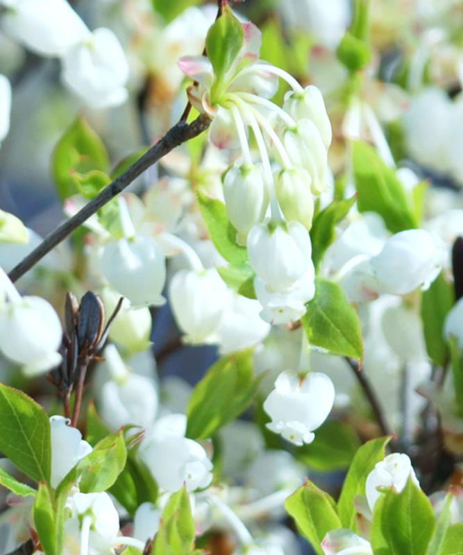 紅葉がきれいなおすすめの低木庭木：ドウダンツツジ花