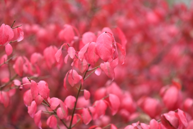 紅葉がきれいなおすすめの低木庭木：コマユミ紅葉