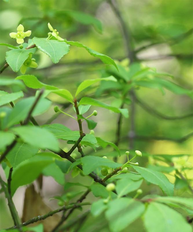 紅葉がきれいなおすすめの低木庭木：コマユミ花