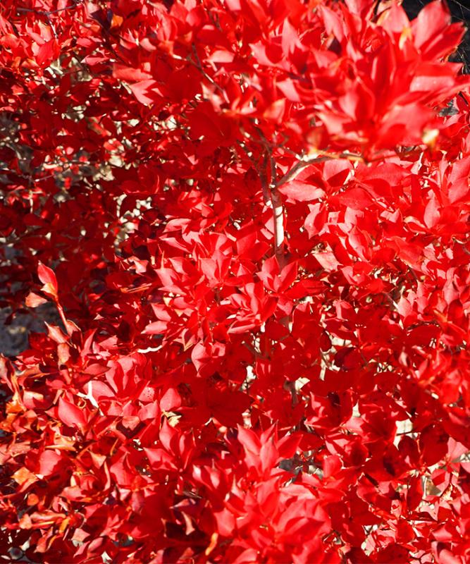 紅葉がきれいなおすすめの低木庭木：ドウダンツツジ紅葉