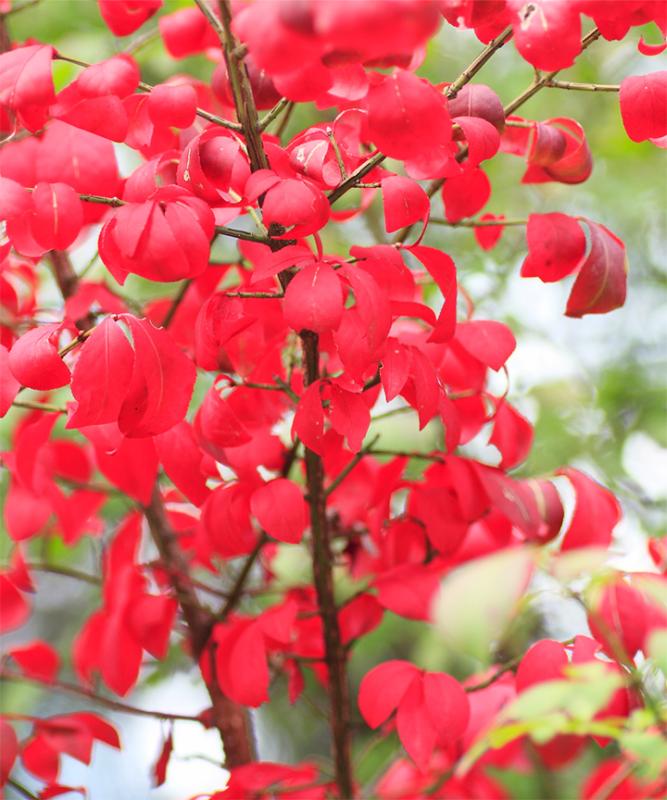 紅葉がきれいなおすすめの低木庭木：ニシキギ紅葉