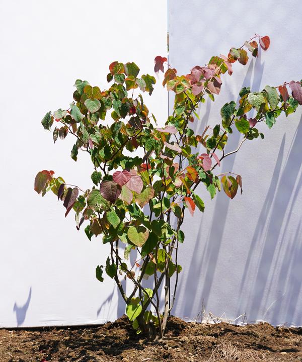 紅葉がきれいなおすすめの低木庭木：マルバノキ