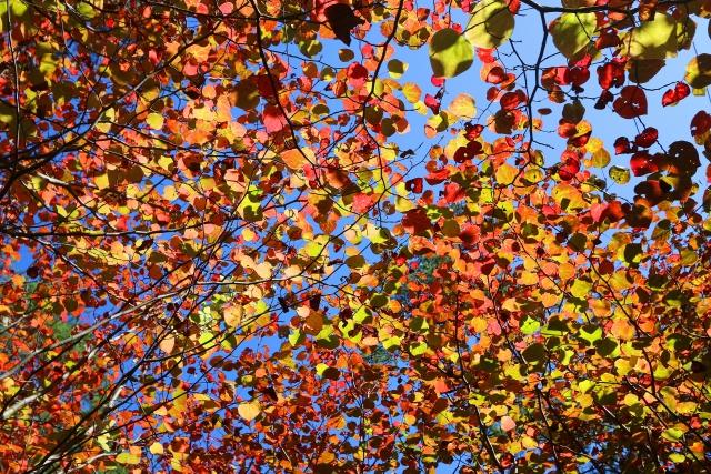 紅葉がきれいなおすすめの低木庭木：マルバノキ紅葉