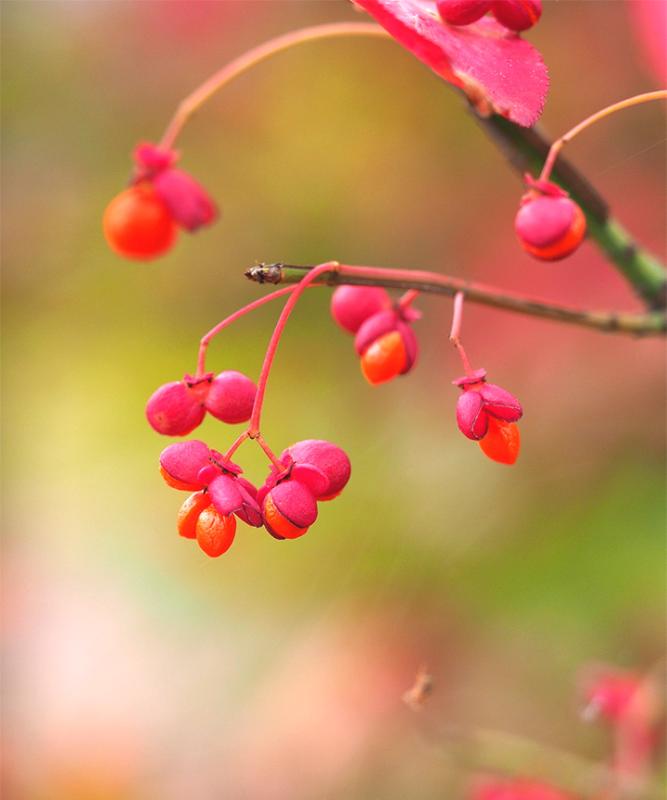 紅葉がきれいなおすすめの低木庭木：ニシキギ実