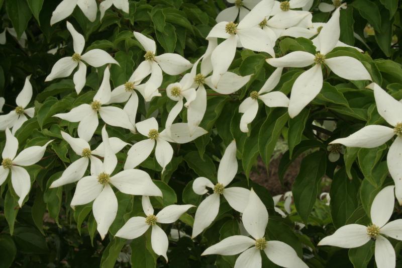 落葉四季咲きヤマボウシ：ブルーミングメリーテトラ　春の花