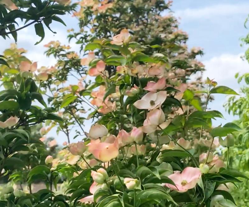 落葉四季咲きヤマボウシ