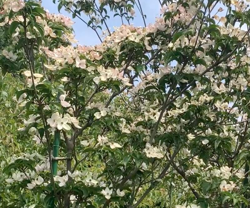 落葉四季咲きヤマボウシ：アトラスピンクガク　秋の花