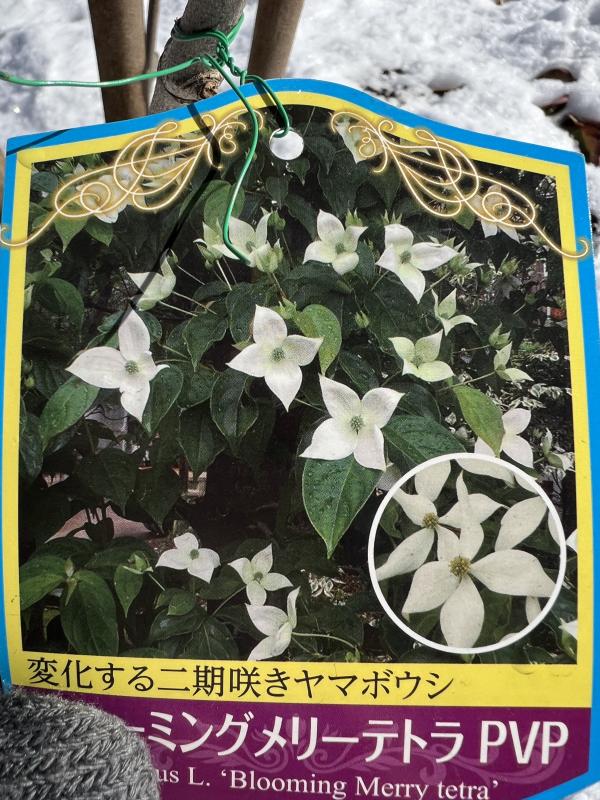 落葉四季咲きヤマボウシ:ブルーミングメリーテトラ 秋の花