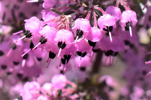 冬に花を咲かせる中低木の庭木:ジャノメエリカ