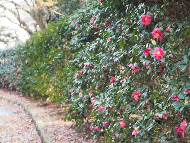冬に花を咲かせる中低木の庭木:サザンカ