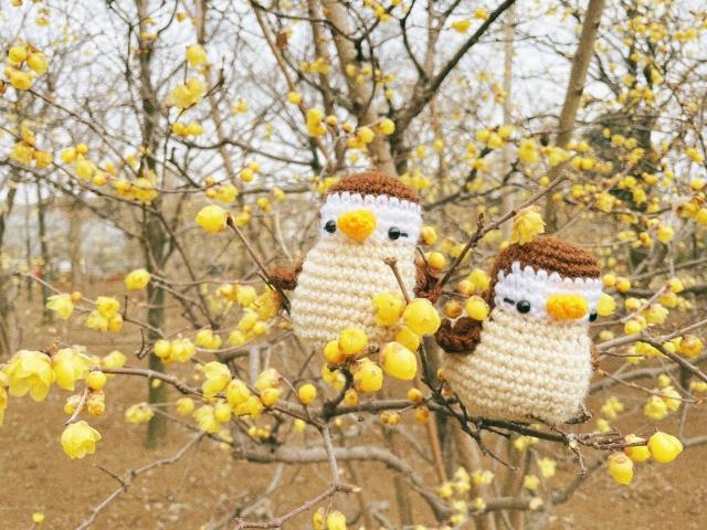 冬に花を咲かせる中低木の庭木