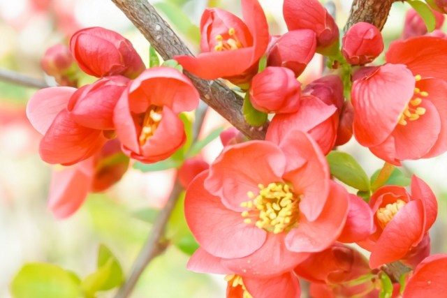 冬に花を咲かせる中低木の庭木:ボケ