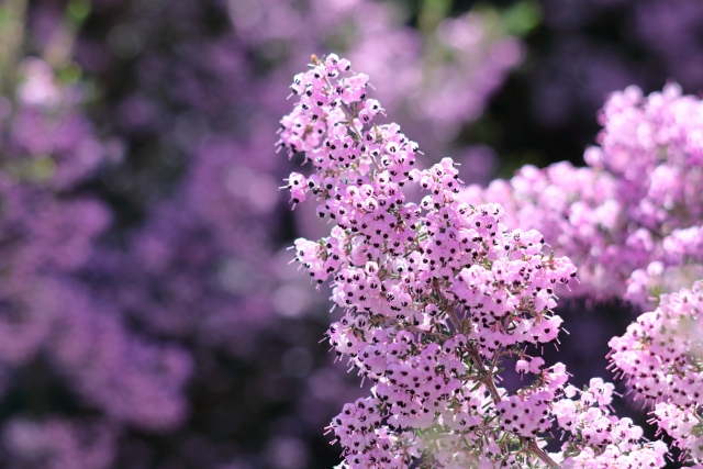 冬に花を咲かせる中低木の庭木:ジャノメエリカ