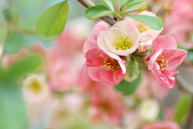 冬に花を咲かせる中低木の庭木:ボケ