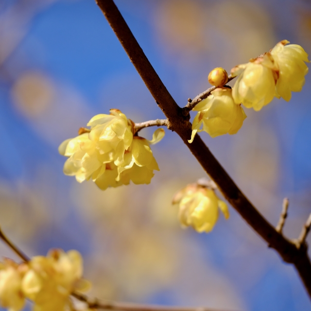 冬に花を咲かせる中低木の庭木:ソシンロウバイ