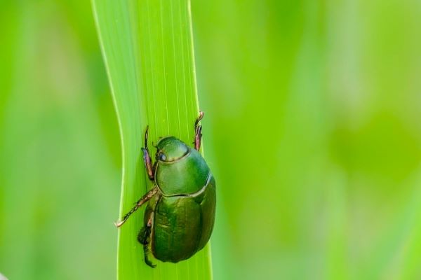 コガネムシの成虫