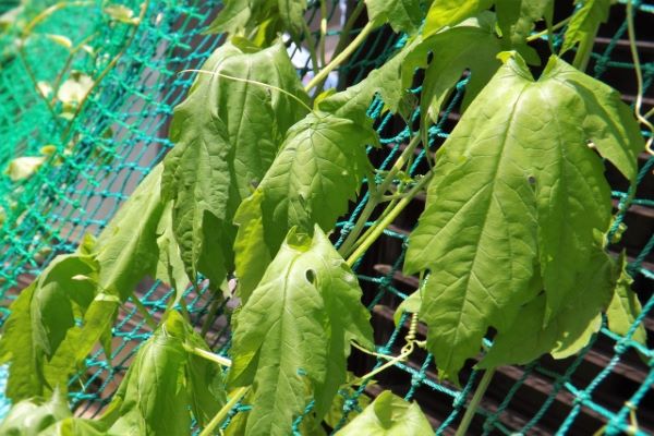 コガネムシ幼虫被害:症状