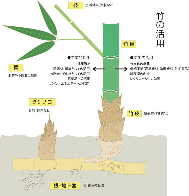 地下茎のイメージ