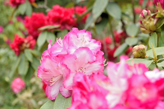春に白やピンクの花が咲く庭木:シャクナゲ