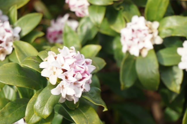 春に白やピンクの花が咲く庭木:ジンチョウゲ