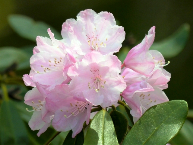 春に白やピンクの花が咲く庭木:シャクナゲ
