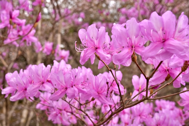 春に白やピンクの花が咲く庭木:ミツバツツジ