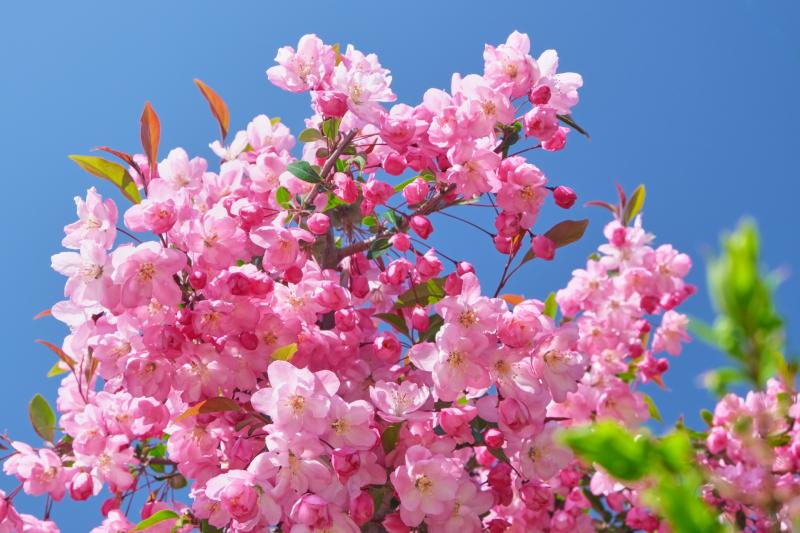 春に白やピンクの花が咲く庭木:ハナカイドウ