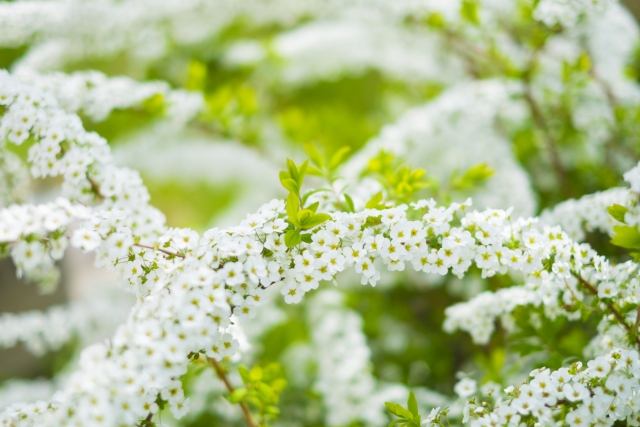 春に白やピンクの花が咲く庭木:ユキヤナギ