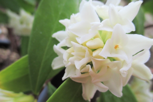 春に白やピンクの花が咲く庭木:ジンチョウゲ