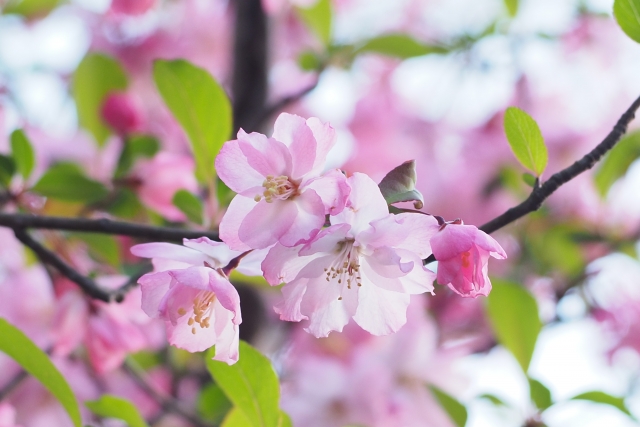 春に白やピンクの花が咲く庭木:ハナカイドウ