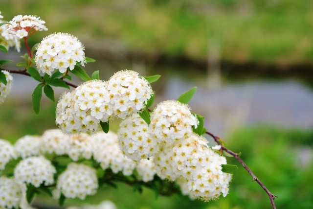 春に白やピンクの花が咲く庭木:コデマリ