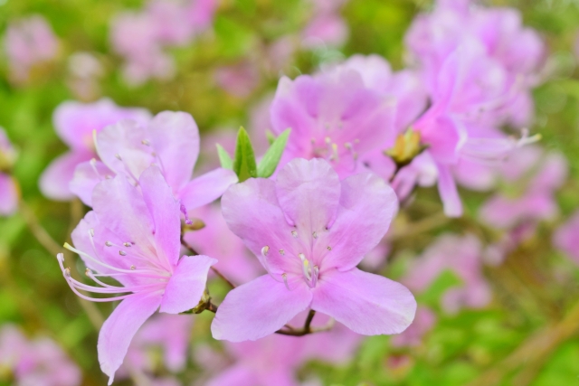 春に白やピンクの花が咲く庭木:ミツバツツジ