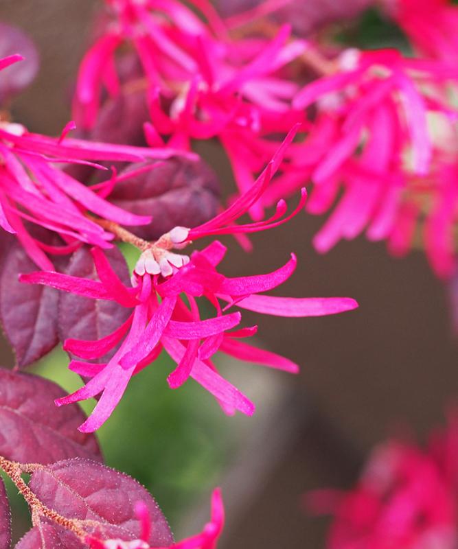 春に白やピンクの花が咲く庭木:トキワマンサク