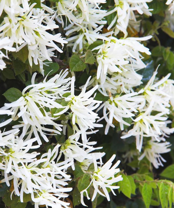 春に白やピンクの花が咲く庭木:トキワマンサク
