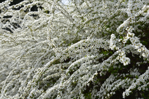 春に白やピンクの花が咲く庭木:ユキヤナギ