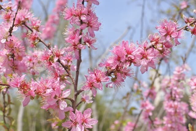 ニワウメの花