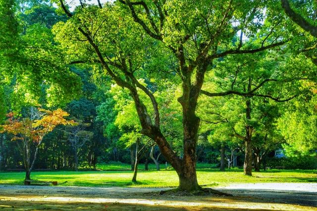 パッシブデザイン:植物の力