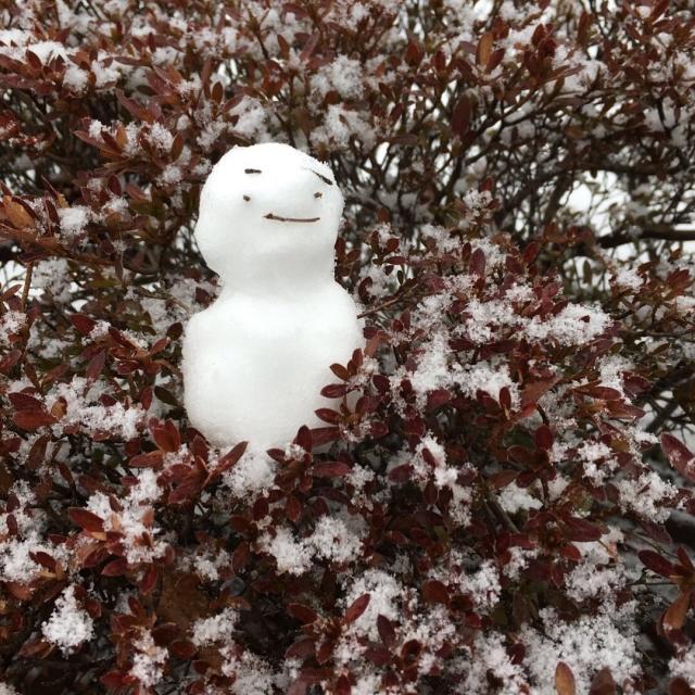 寒冷地の目隠しにおすすめの常緑樹