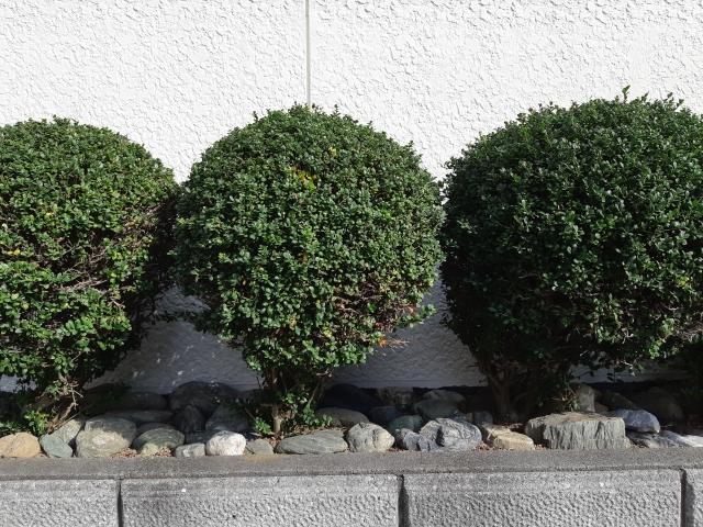 寒冷地の目隠しにおすすめの常緑樹:イヌツゲ