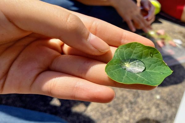 子どもが喜ぶお庭の植物:ミント:レモンバーム:ナスタチューム
