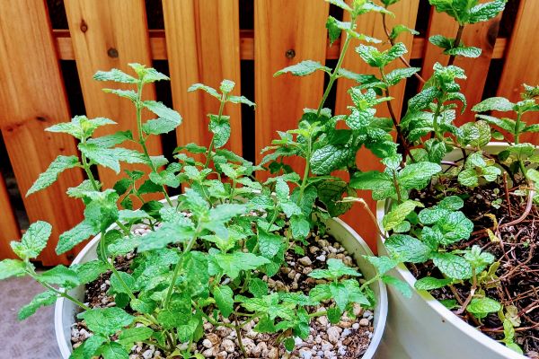 子どもが喜ぶお庭の植物:ミント
