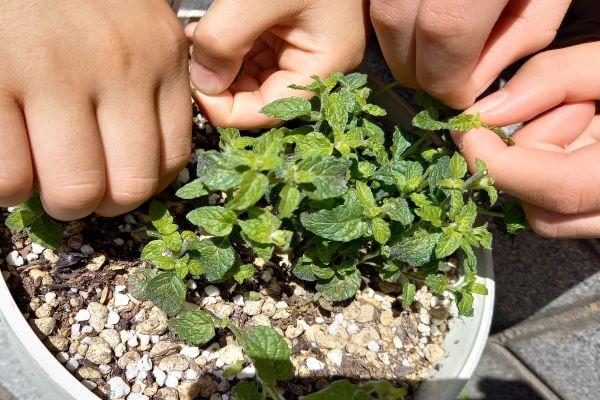 子どもが喜ぶお庭の植物:ミント:レモンバーム:ナスタチューム