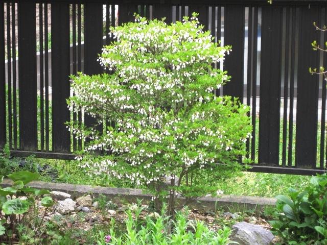寒冷地で楽しめる低木シンボルツリー