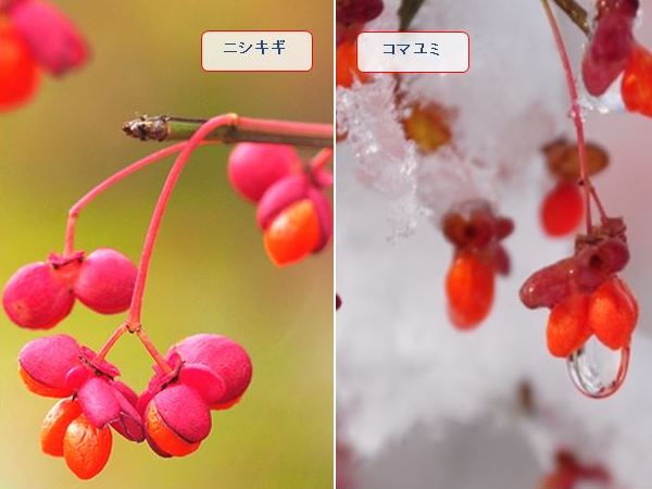 寒冷地で楽しめる低木シンボルツリー：ニシキギ、コマユミ
