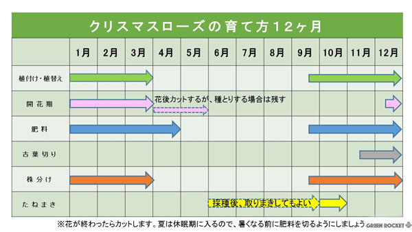 クリスマスローズの育て方